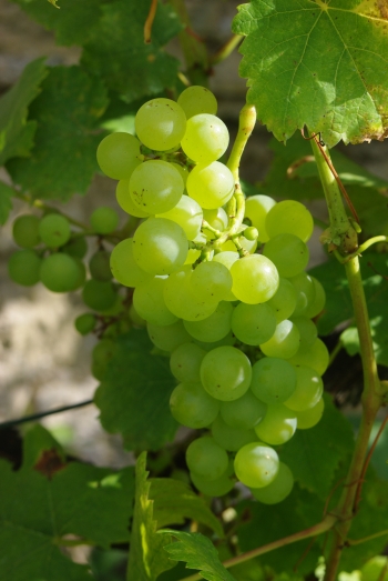 Champagne FAY Michel - Chardonnay