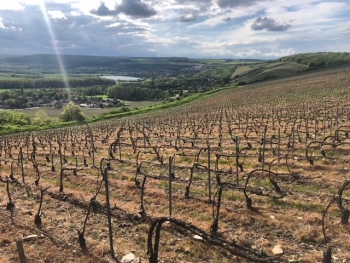 Champagne FAY Michel - 